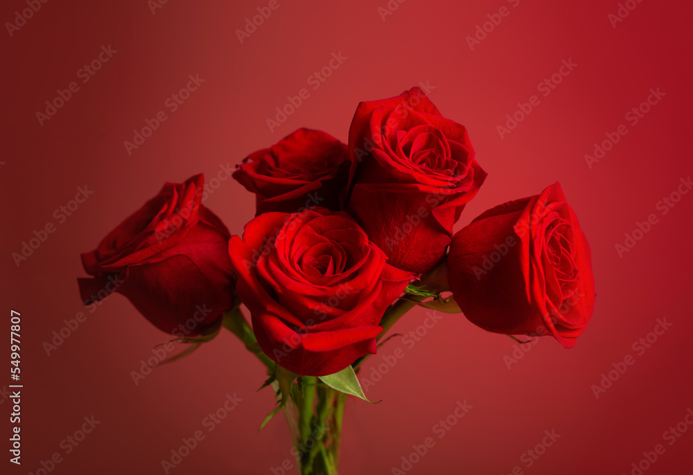 Fototapeta premium red roses on red background close up