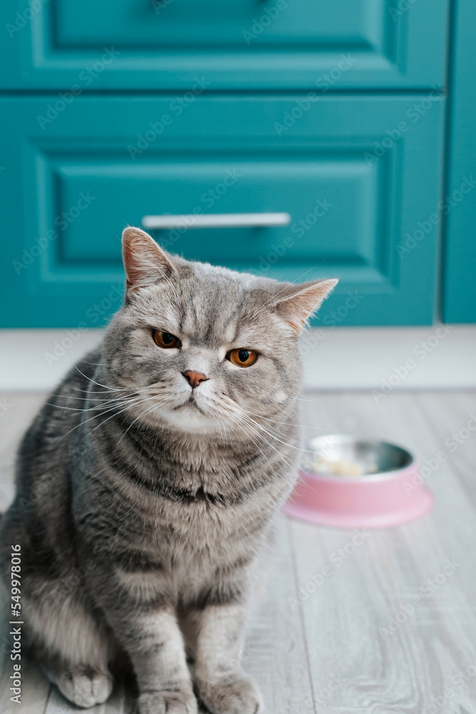 Funny gray cat with facial expression sitting in kitchen near bowl of food and looking at camera