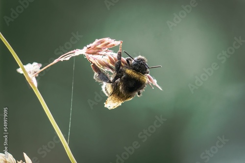 Macro shot of a bumblebee sitting on s plant against the isolated background