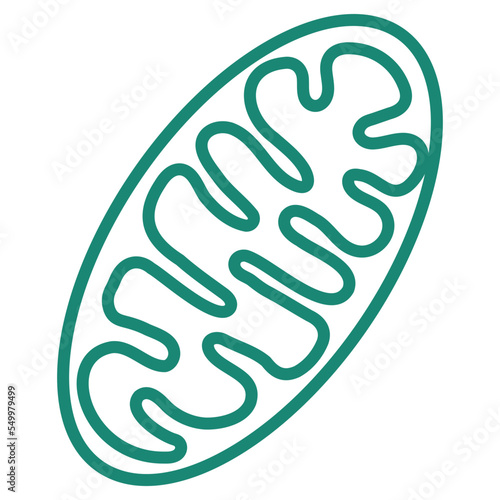 Simple outline modern turquoise schematic Mitochondria icon. Minimal vector pictogram with thin lines isolated on transparent background photo