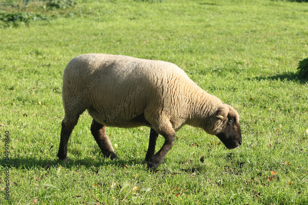 Obraz premium Bleus du Maine