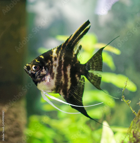Scalar. Pterophyllum scalare. Aquarium fish. photo