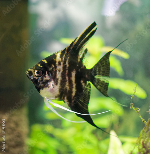 Fotografija Scalar. Pterophyllum scalare. Aquarium fish.