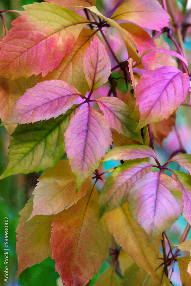 bright colorful leaves, pink, green, crimson leaves of the plant. Natural background. horizontal photo.