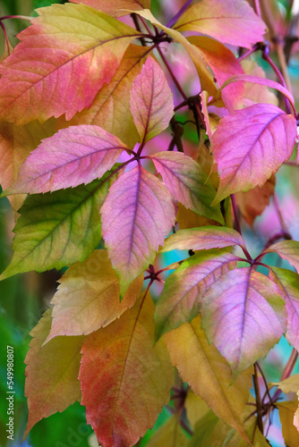 bright colorful leaves, pink, green, crimson leaves of the plant. Natural background. horizontal photo.