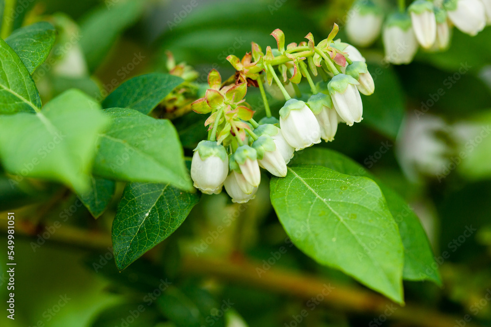 White blueberry buds on a bush. Blueberry bud twig. White flowers. The bush grows in the garden.Close - up of a flower. Blueberry blossom. White blueberry buds on a bush. Blueberry bud twig. White flowers. The bush grows in the garden.Close - up of a flower. Blueberry blossom.