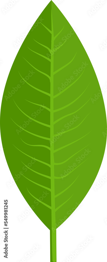Green leaf Green leaf