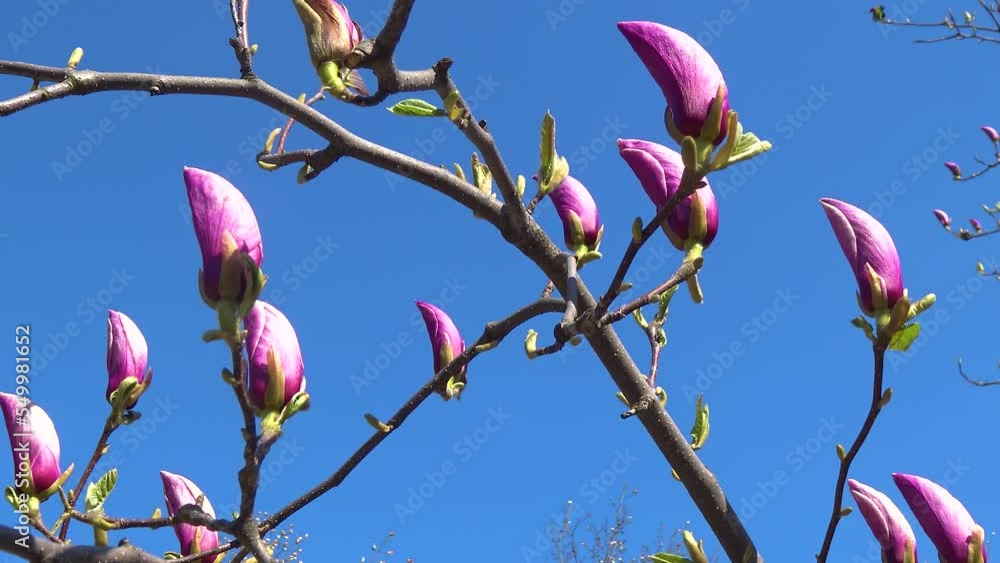 Pink Magnolia flowers on tree branch, Magnolia tree blossom, magnolia bud Pink Magnolia flowers on tree branch, Magnolia tree blossom, magnolia bud