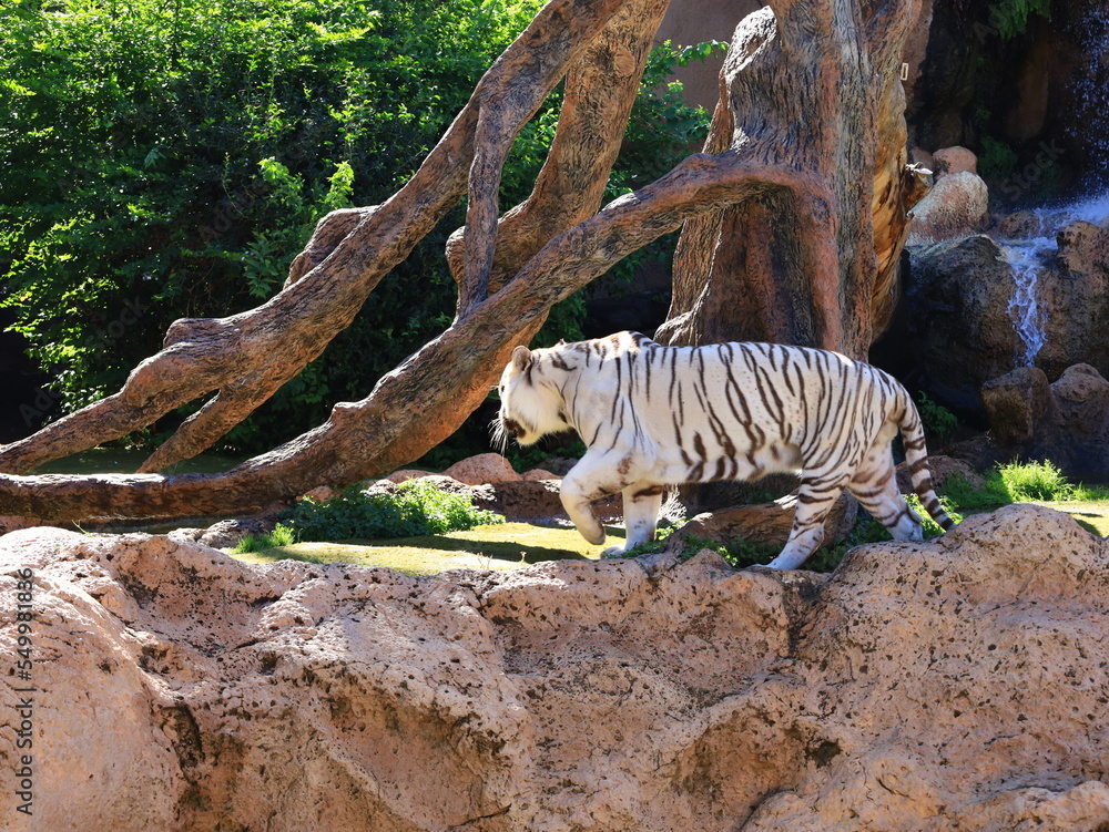 View on a tiger in the Loro Parque located in the city of Puerto de la Cruz on Tenerife. View on a tiger in the Loro Parque located in the city of Puerto de la Cruz on Tenerife.
