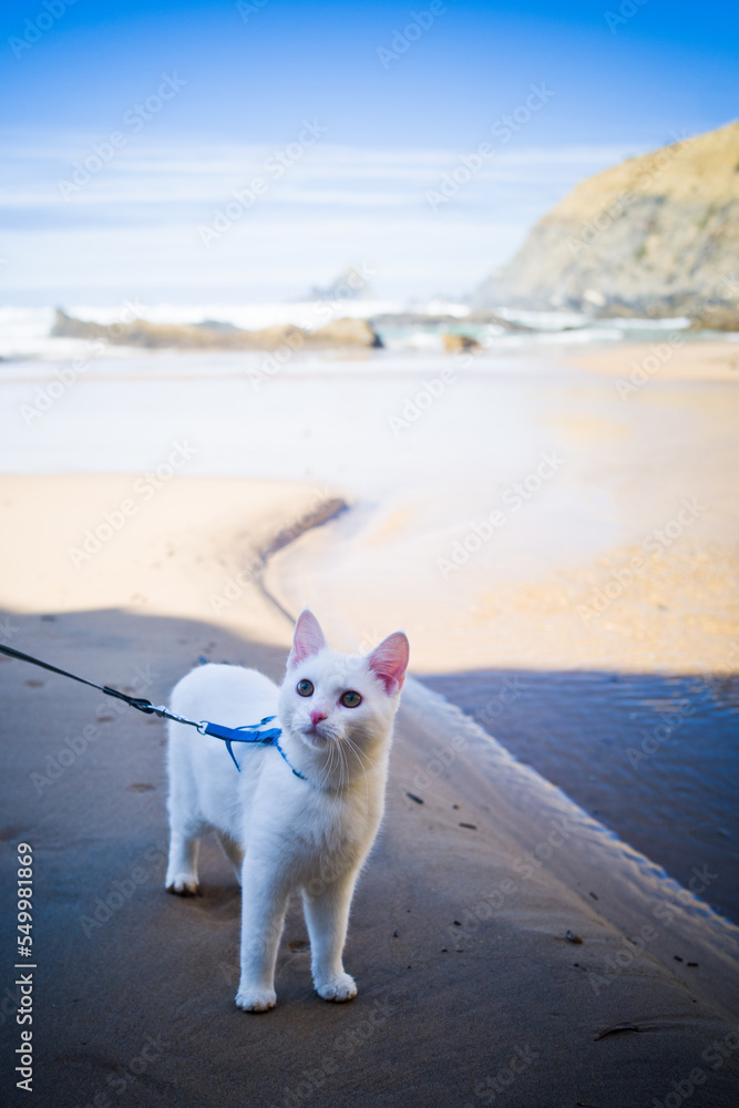 Fototapeta premium Young white cat on a walk on the ocean coast. Rock cliffs, lonely rocks, empty wild beaches and ocean waves. West coast of Portugal. Daylight, horizontal and vertical 