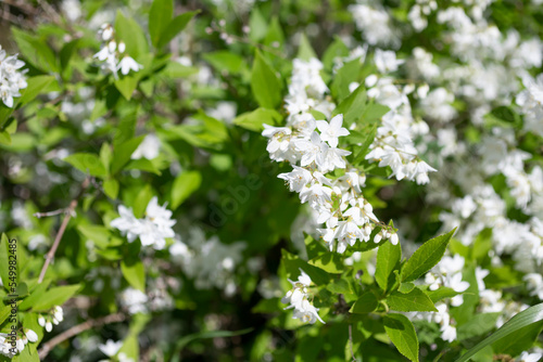 白いヒメウツギの花