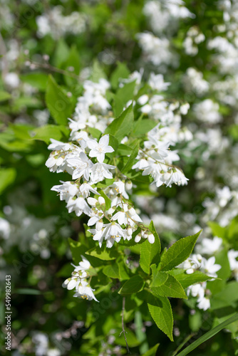 白いヒメウツギの花