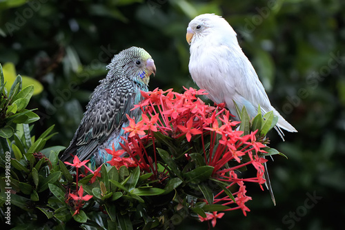 Two parakeets  Melopsittacus undulatus  resting in a bush. 