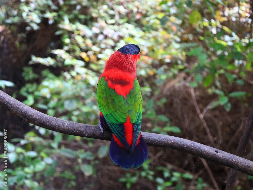 View on a animal in the Loro Parque is a zoo located on the island of Tenerife, on the outskirts of Puerto de la Cruz View on a animal in the Loro Parque is a zoo located on the island of Tenerife, on the outskirts of Puerto de la Cruz