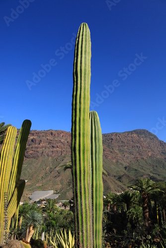 View on cactus in the Cactualdea Park of Gran Canaria