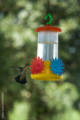 Colibrí alimentándose de mentiras  © Juanif16