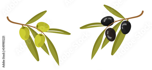 Vector set of olive oil labels. Olive tree, branches and drop. Black olives. Green olives.	