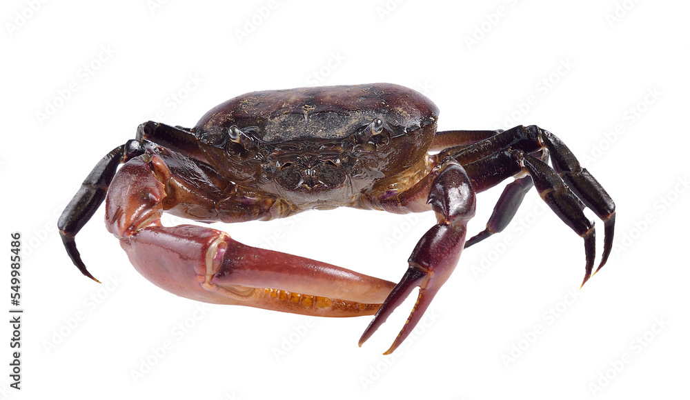 crab on transparent png crab on transparent png