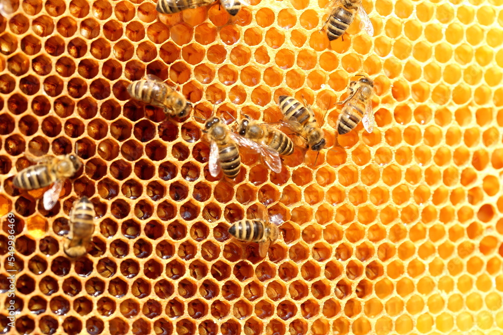 some honey bees on a yellow bee hive some honey bees on a yellow bee hive