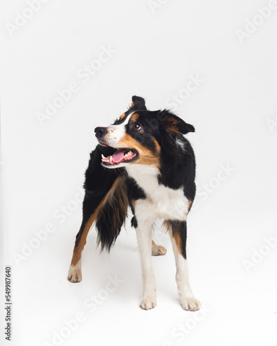Wallpaper Mural Tricolour border collie in a white studio sit stay tricks tongue   Torontodigital.ca