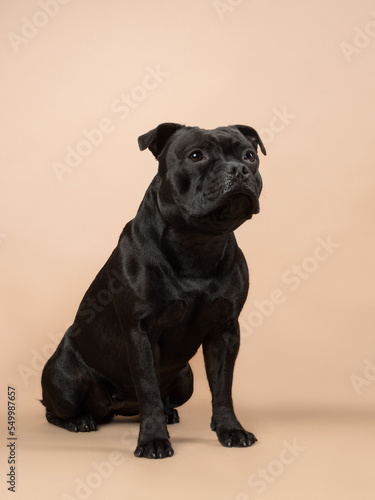 Portrait of a black staffy on a beige background, studio shot