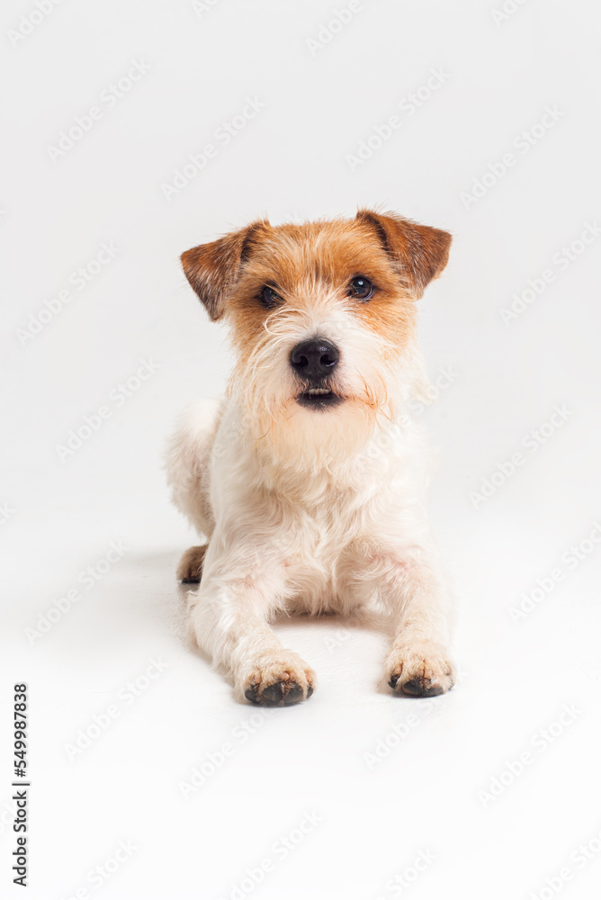 white and red parson terrier playing sit stay in white studio isolated white and red parson terrier playing sit stay in white studio isolated