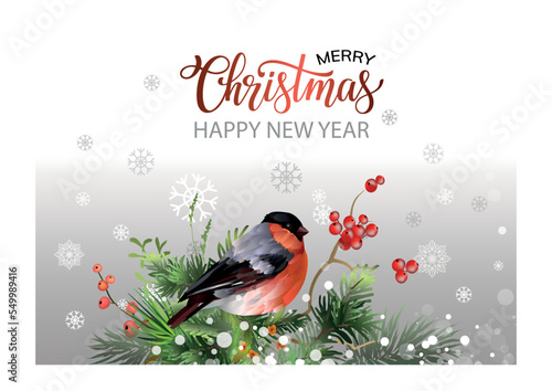 Christmas card template with bullfinch bird, red berries, spruce branches and mistletoe leaves.