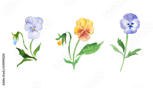 Pansies, flowers set, floral watercolor illustration, blue and yellow  pansies