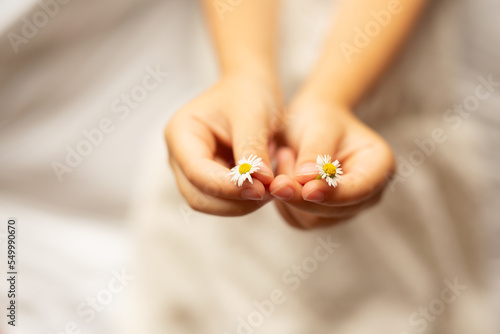 Chamomile in the hands of a child on a white background