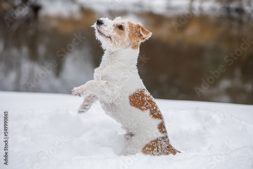 Puppy Jack Russell Terrier. The dog stands in the white snow on its hind legs