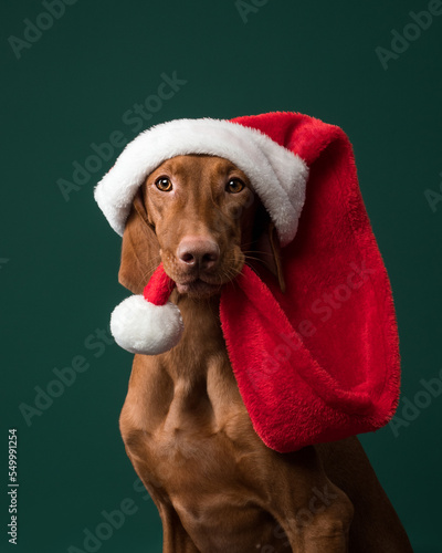 Fotografie Portrait of a Hungarian vizsla with a Christmas hat on a green background