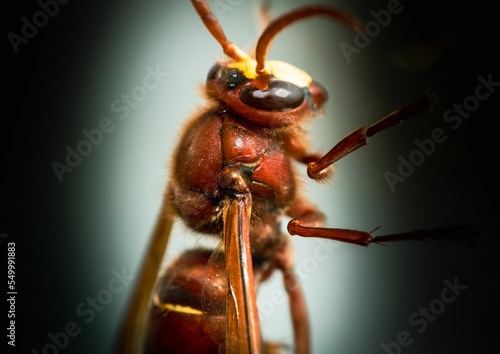 Macro shot of Asian hornet (Vespa velutina) photo