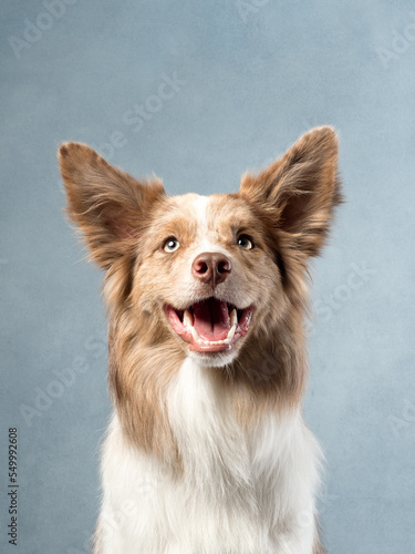 Portrait of a dog on blue background