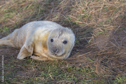 Atlantic Grey Seals © richard