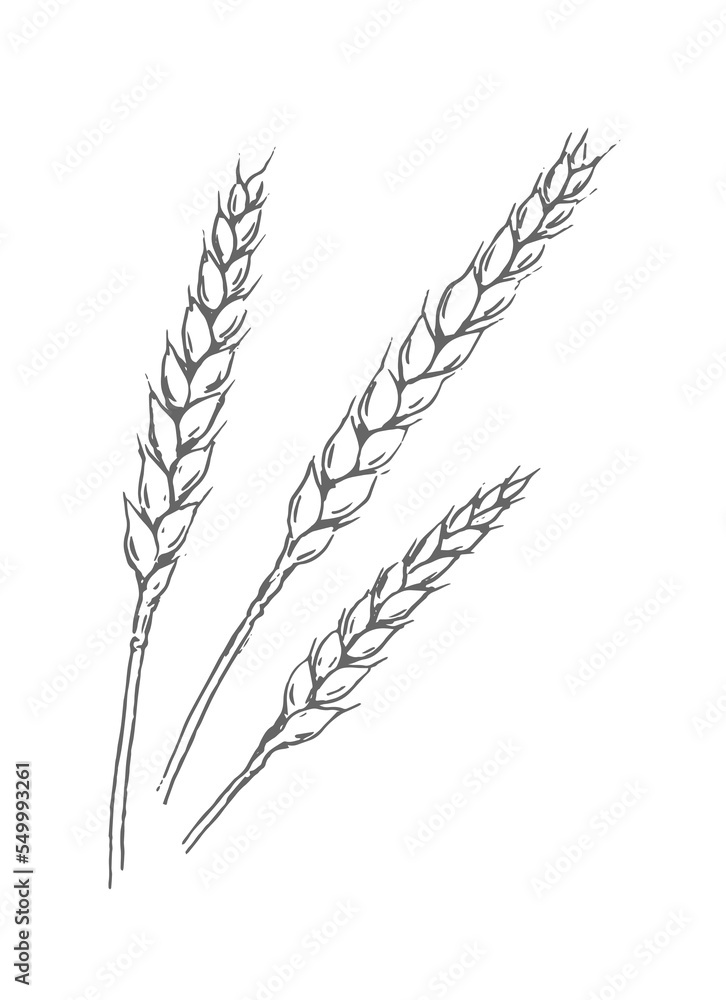A bunch of wheat. Growing bread. Agriculture and farming. Vector black and white illustration. Hand drawn outline ink sketch A bunch of wheat. Growing bread. Agriculture and farming. Vector black and white illustration. Hand drawn outline ink sketch