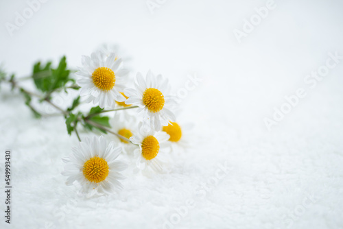 満開の菊の花