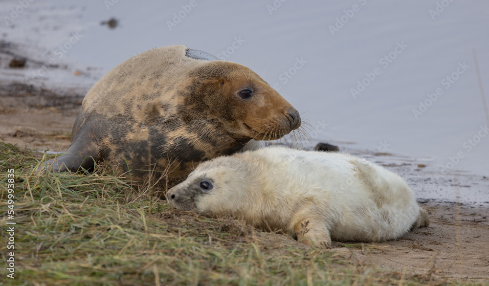 Naklejka premium Atlantic Grey Seals