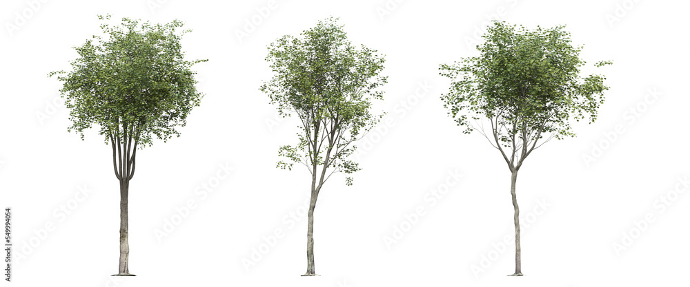 Fototapeta premium big tree, isolated on white background, 3D illustration, cg render