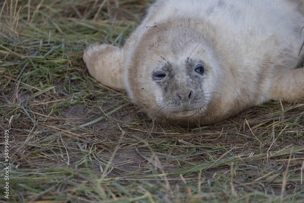 Fototapeta premium Atlantic Grey Seals
