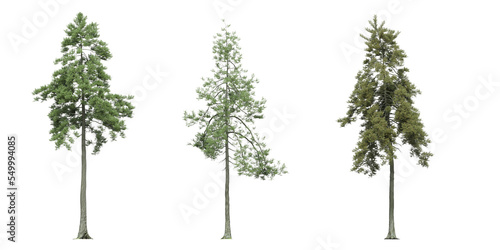 big tree, isolated on white background, 3D illustration, cg render © vadim_fl