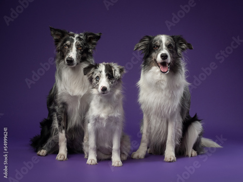 Portrait of marble border collies on a violet background