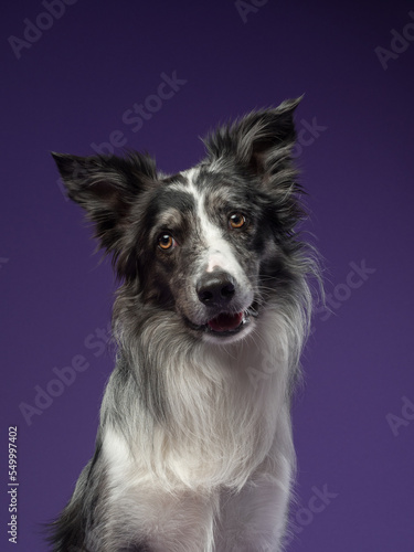 Portrait of a marble border collie on a violet background