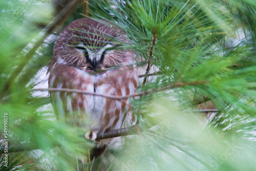 Saw whet Owl photo