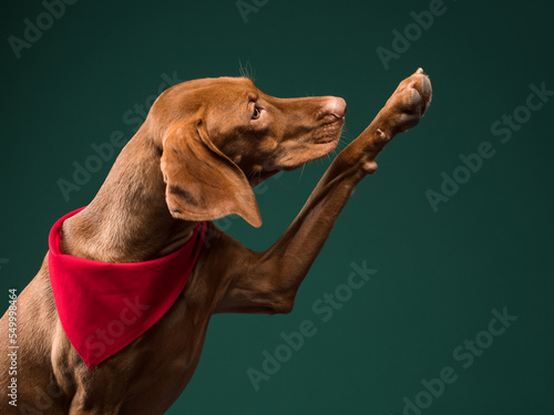 Portrait of a Hungarian vizsla with a red bandana on a green background