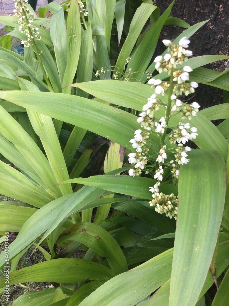 Obraz premium green and white