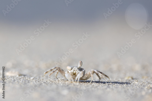 Crab at the sandy white beach of Maledives