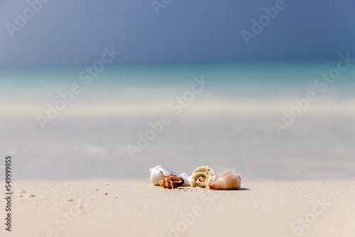 Shells at a white sandy beach