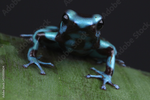фотографія A Blue-and-black Poison Dart Frog on a leaf