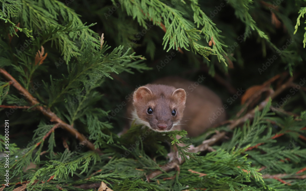 Pine Marten 