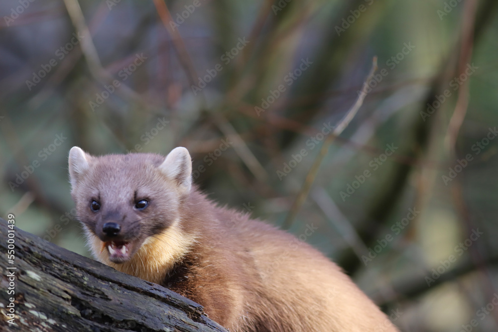 European Pine Marten European Pine Marten